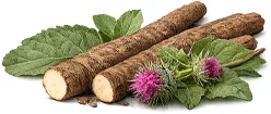 Parazicid — Takiaisenjuuriuute (Arctium lappa)