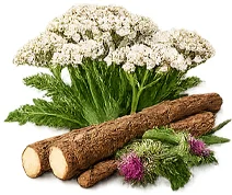 Parazicid — Voikukanjuuriuute (Taraxacum officinale)